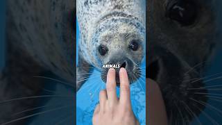 CY Seal Thinks Diver Is DROWNING — Rushes to Rescue! 🤯 #animals #pets #shortfeed  #science #seal