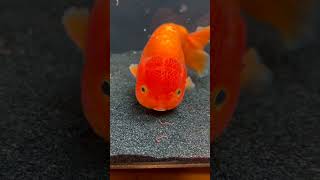 5 Animals That NEVER Stop Growing #Animals #AnimalFacts