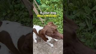 Is your dog ball obsessed? 🎾#dogs #fetch #dogplay