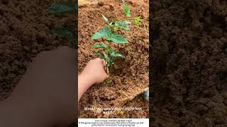 Planting Gac Fruit Seedlings – Tropical Vine Needs Strong Support 🧑‍🌾🌱
