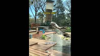 Squirrels are basically tiny parkour experts #funny #shorts