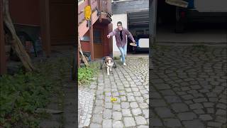 Wir hatten Spaß #hund #bordercollie #dogshorts #streich #prank #prankvideo #tierliebe #8bit #game