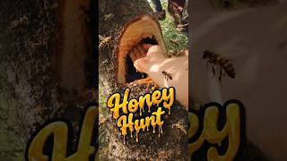 Honey Hunt