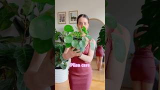 Pilea Peperomioides Growth Tips and Rescue!