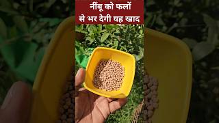 नींबू को फलों से भर देगी ये खाद 🍋 | Lemon Plant Fertilizer Secret #shorts