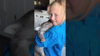 My daughter found a wombat and brought it home.#wombatrescue#wombat#abcmyphoto#wildlife