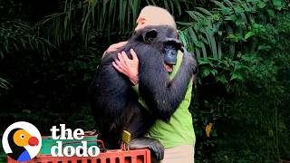 Rescued Chimp Pauses To Hug Jane Goodall Before Returning To The Wild | The Dodo