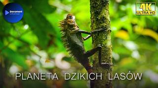 Planeta Dzikich Lasów - Przebudzenie Życia 🌍 Film Przyrodniczy Lektor PL | Świat Dzikiej Natury [4K]