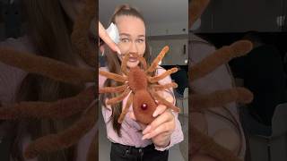 Spider prank 🕷️😳