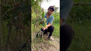 Some Best Exotic Fruit Plants That Every Gardener Must Have | Online Fruit Plants Shopping #plants