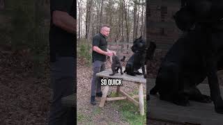 When Can You Start Tug With Your Puppy? (Most Get This WRONG)!