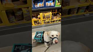 Grocery shopping is never just grocery shopping …. #servicedog #dogtraining #dog #youtubeshorts