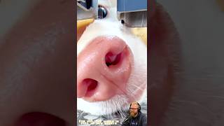 This Dog Acts Like a Detective 🇺🇸🐾 | USA Dogs #dogshorts #dog #pets