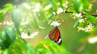 All Creature's of our God and King (Instrumental)  Traditional Beautiful Hymn -Arranged by Tim Janis