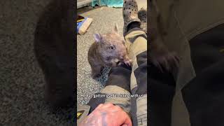 The wombat lost his mom, but he found a new family#animalslover#animaloftiktok#rescueanimals