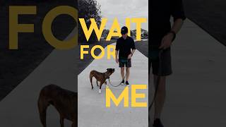 How to teach a dog to STOP AND WAIT on command. (EVEN AROUND DISTRACTIONS!)  #dogtraining