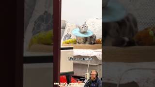 My Cat Hates the Cone… But It’s for Healing 😢🐱 | USA Pets #catvideos #cat #pets