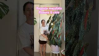 How to make your Begonia maculata flower & Begonia Care Tips