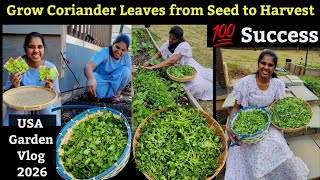 Best way to Grow Coriander leaves from Seed to Harvest | 💯% Success | USA Garden Harvest Vlog 2026