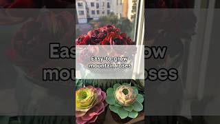 Easy-To-Grow Mountain Roses 🌹 #ytshorts  #growth #gardening